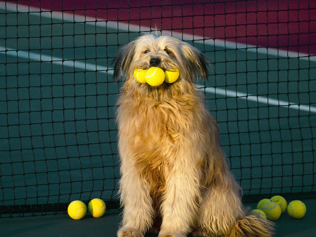Tennis, Anyone_
